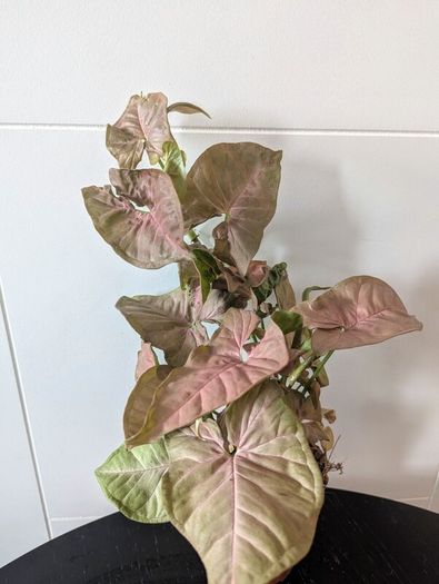 Syngonium Neon Robusts Plant