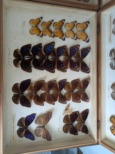 Antique Taxidermy Butterflies