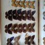 Antique Taxidermy Butterflies Image 4