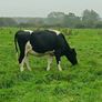 British friesian incalf heifers for sale Image 9