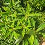 Euphorbia milifera Image 3