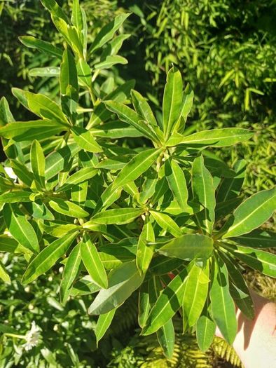 Euphorbia milifera