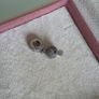 Pandora pave cocktail glass charm perfect condition fully hallmarked Image 7