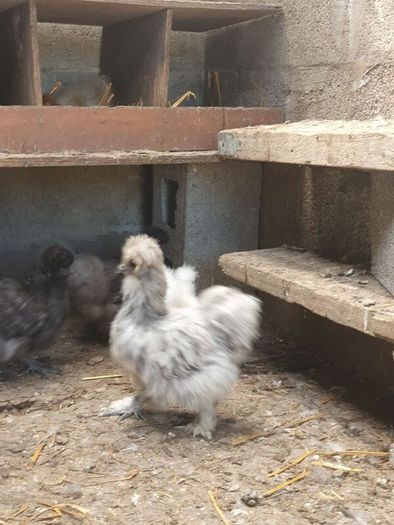 Usa Silkie Chicks And Fertile Eggs