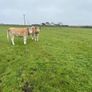 Organic Charolais breeding heifers Image 2