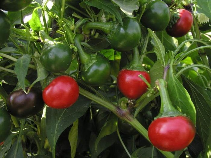 (P) Pepper Koral seeds 0.2g (110667)