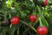 (P) Pepper Koral seeds 0.2g (110667)
