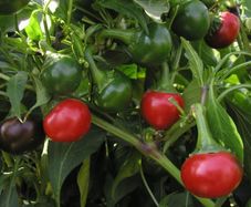 (P) Pepper Koral seeds 0.2g (110667)