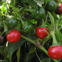 (P) Pepper Koral seeds 0.2g (110667)