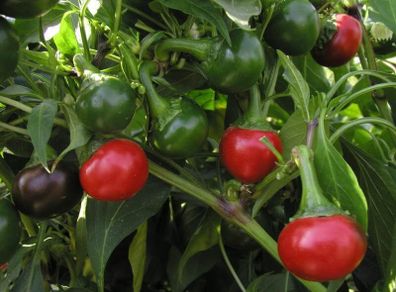 (P) Pepper Koral seeds 0.2g (110667)