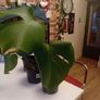 selection of monstera plants Image 4