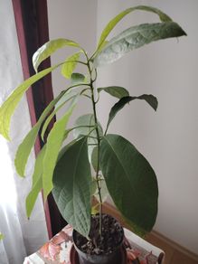 Avokado