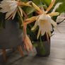 Beautiful Epiphyllum  rare cactus. Plant or cuttings. Image 9