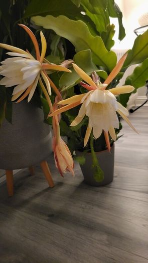 Epiphyllum Cacti. Beautiful rare cactus.