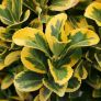 plants Image 3