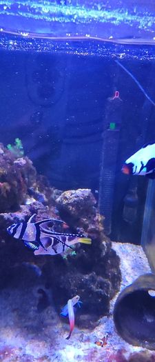 marine livestock