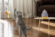Cat Toy