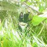 Lost cat - Pookie Image 4