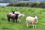 Hoggets