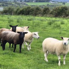 Hoggets