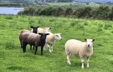 Hoggets