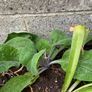 Foxglove "Candy Mountain" Plant Image 2