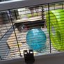 Large Animal Cage & Accessories Image 4