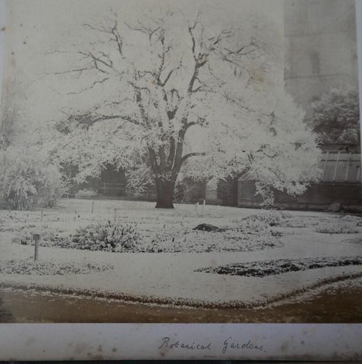 Victorian Photograph Album Photo Card Album  Antique Cabinet Card Photographs Photos 21 Page 42 Photos
