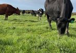 Milk relief