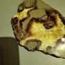 Turtle back agate Image 2