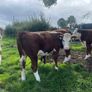 Bulling heifers Image 3