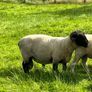 PB Suffolk ram Image 4