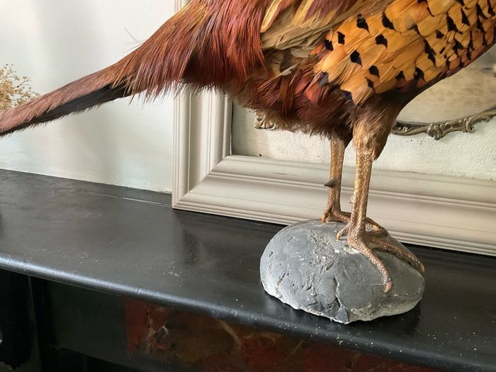 Taxidermy of a ringneck Pheasant