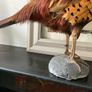 Taxidermy of a ringneck Pheasant Image 3