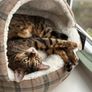 Cat Cave Image 4