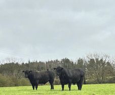 Aberdeen Angus Bulls