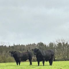 Aberdeen Angus Bulls