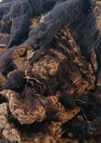 Sheep Wool 1kg