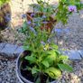 Variety of plants for sale Image 9