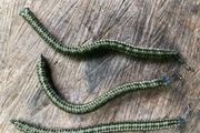 Sets Of 3 X 20 Gram Anti Snag Wriggle Weights For Salmon Trout Fishing