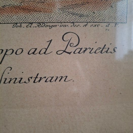 Johann E Ridinger Copperplate Engraving