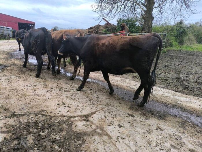 1st lactation cows