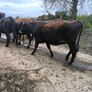 1st lactation cows Image 9