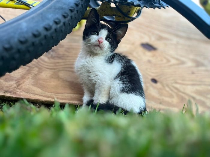 Playful Kittens Looking for Loving Homes