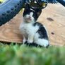 Playful Kittens Looking for Loving Homes Image 5