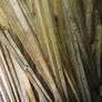 pegs Image 4