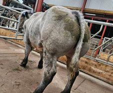 Hybrid Blue/lim Bull