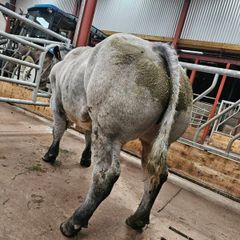 Hybrid Blue/lim Bull