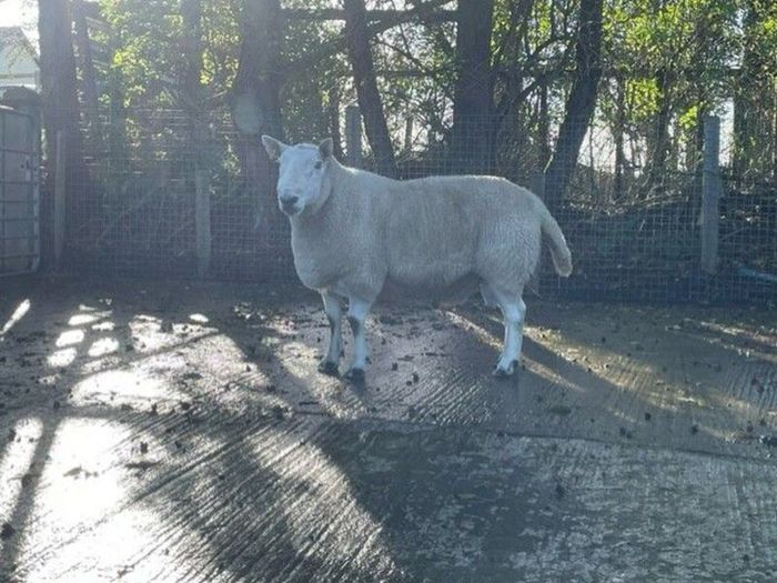 North Country Cheviot Aged Ram
