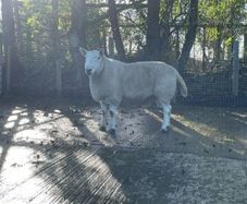 North Country Cheviot Aged Ram
